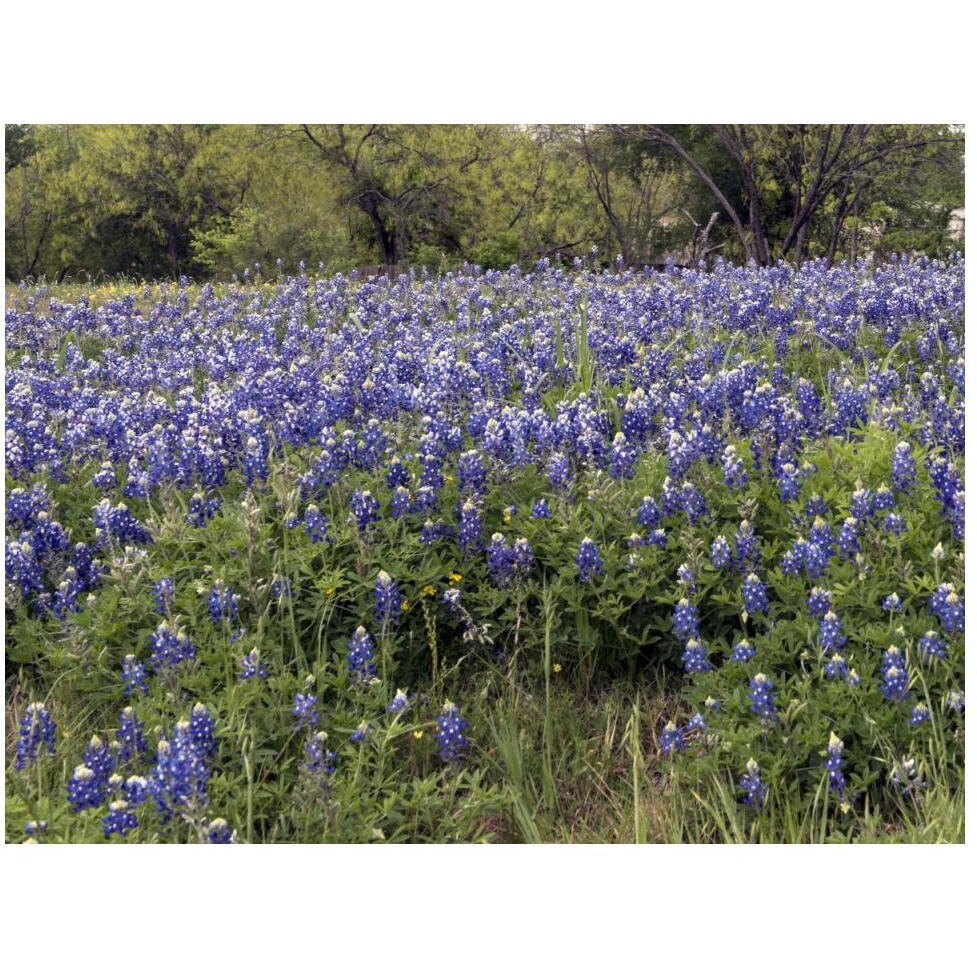 A pretty field of bluebonnets near Marble Falls, TX-Paper Art-50&quotx38"