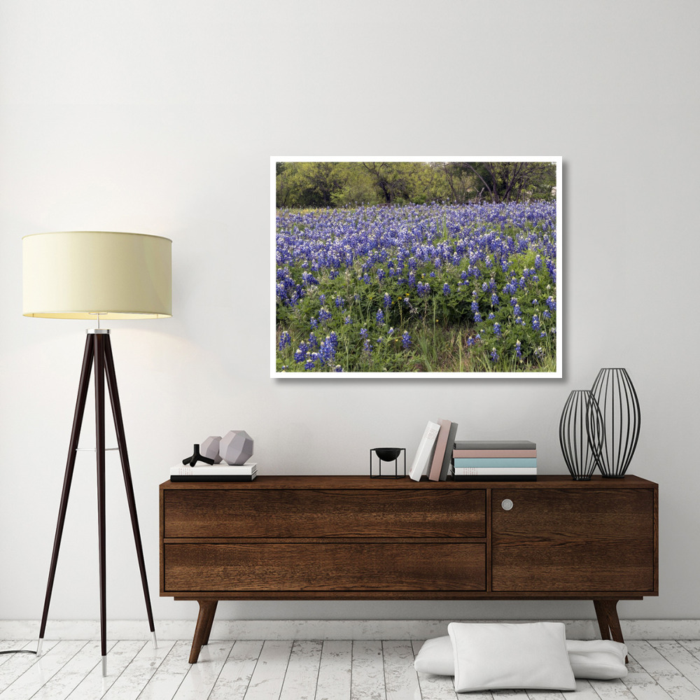 A pretty field of bluebonnets near Marble Falls, TX-Paper Art-50&quotx38"