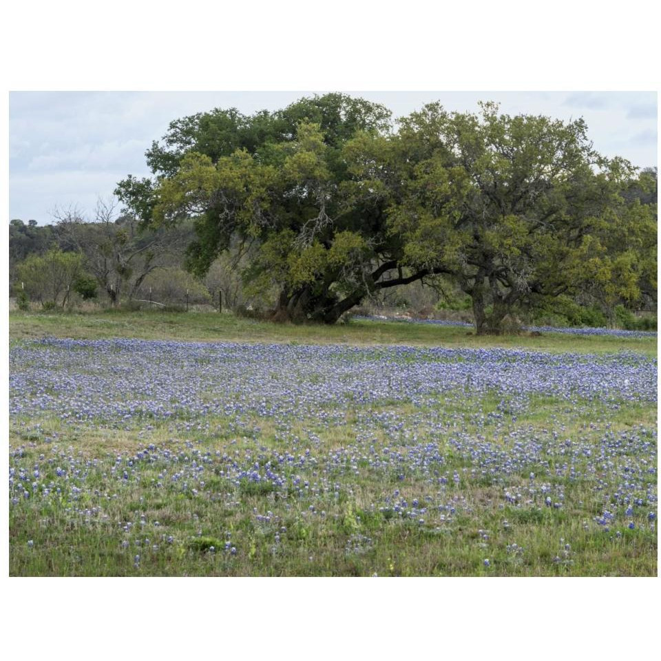 Field of bluebonnets in the Texas Hill Country, near Burnet-Paper Art-18&quotx14"