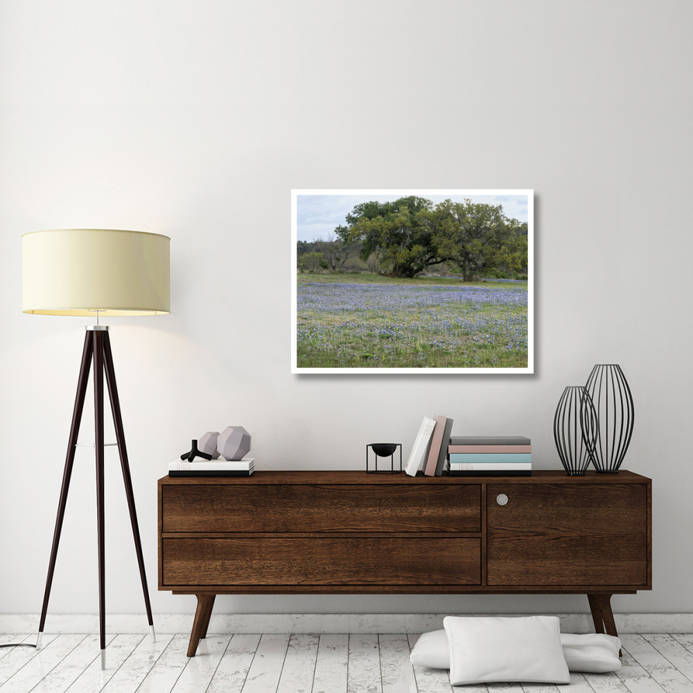 Field of bluebonnets in the Texas Hill Country, near Burnet-Paper Art-42&quotx32"