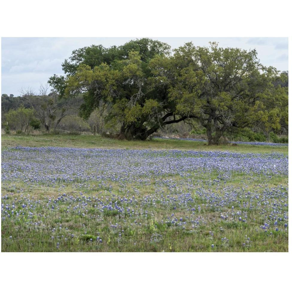 Field of bluebonnets in the Texas Hill Country, near Burnet-Paper Art-50&quotx38"