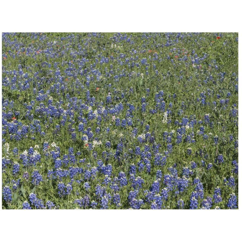 Bluebonnets, Fredericksburg, TX-Paper Art-26&quotx20"