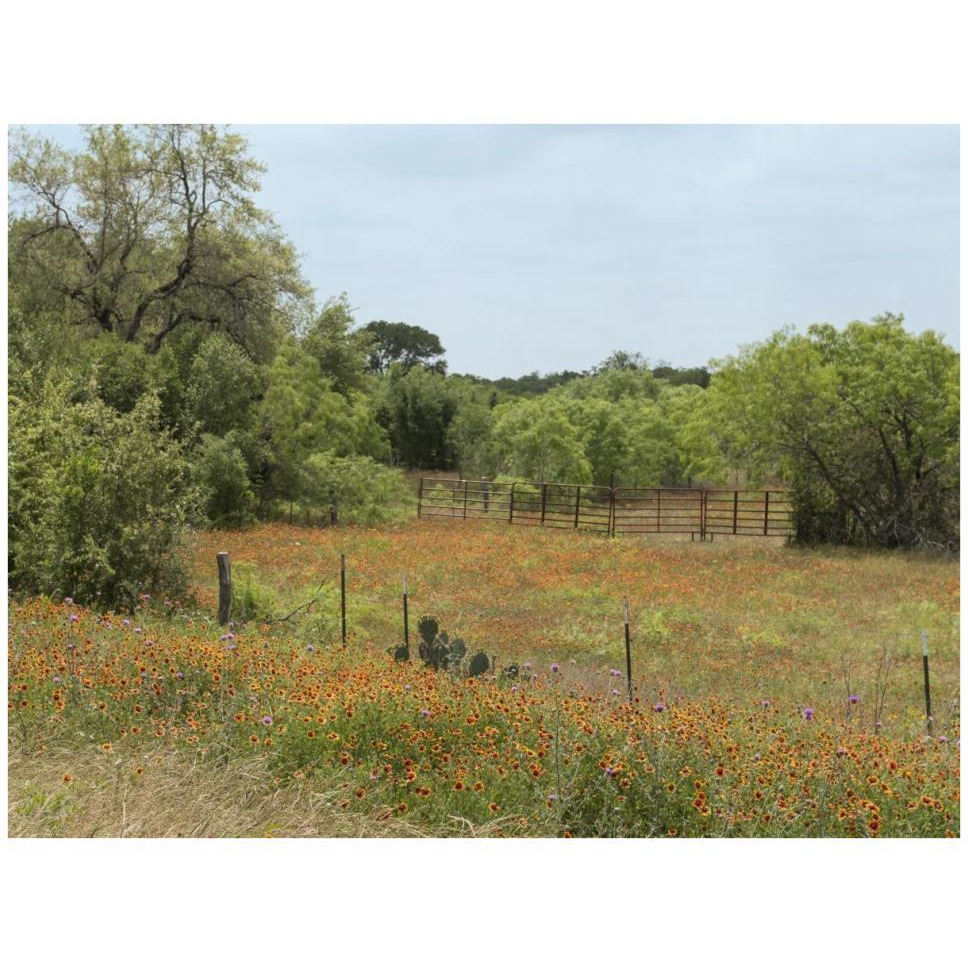 Field of wildflowers in Gonzales County, TX-Paper Art-42&quotx32"