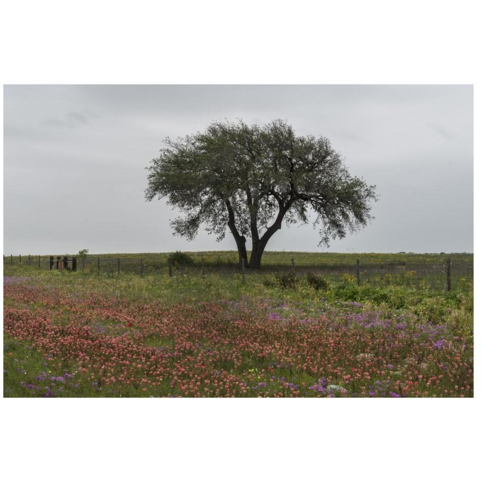 Wildflower field near Poteet in Atascosa County, TX-Paper Art-26&quotx18"