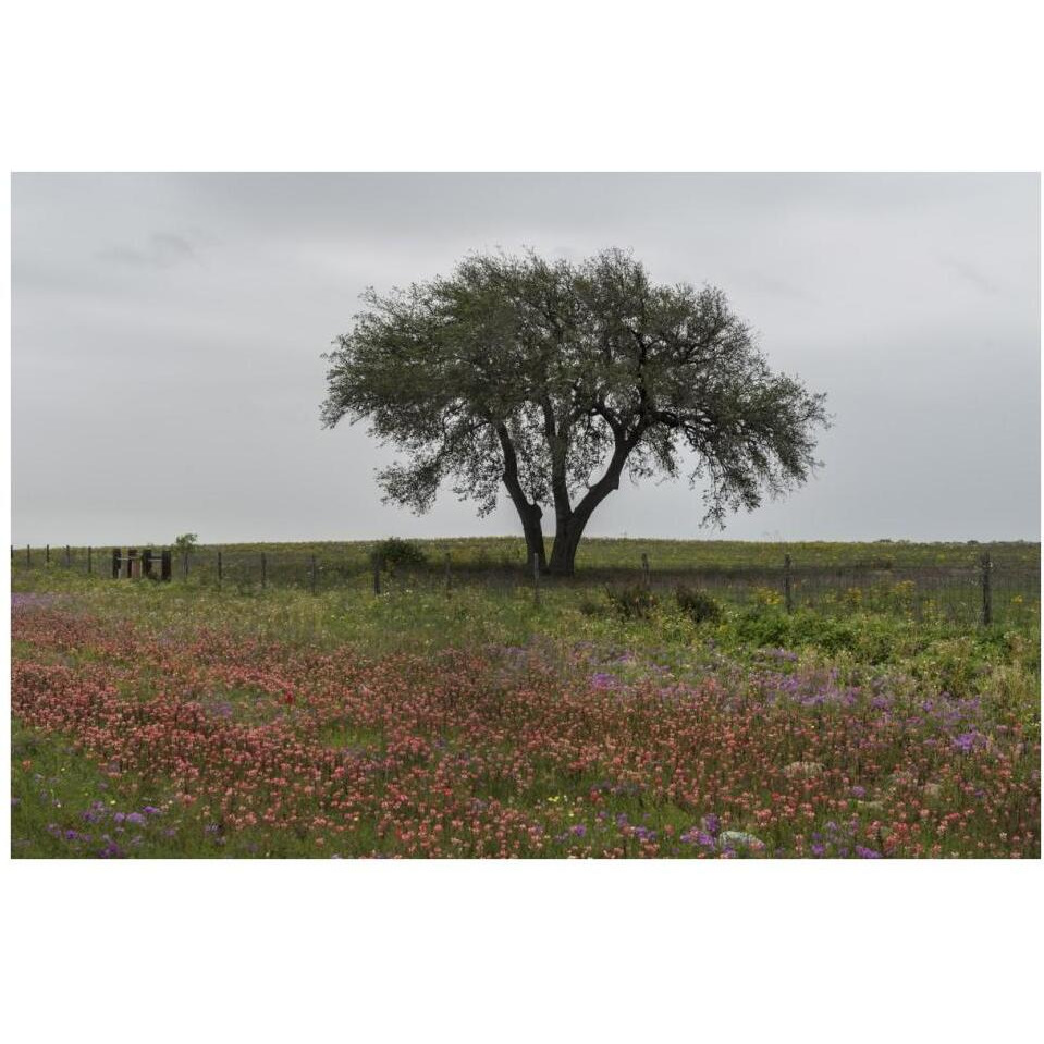 Wildflower field near Poteet in Atascosa County, TX-Paper Art-38&quotx26"