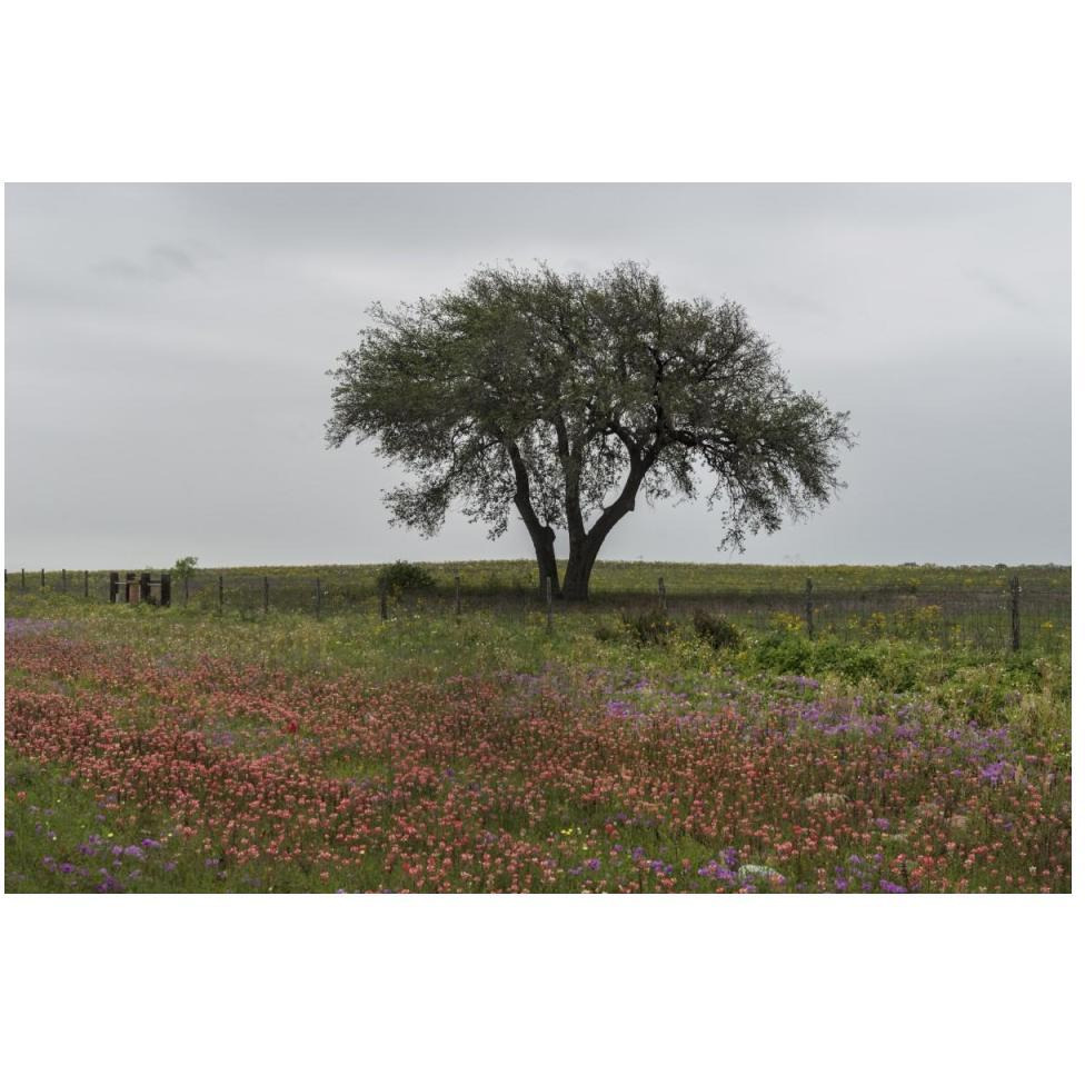 Wildflower field near Poteet in Atascosa County, TX-Paper Art-50&quotx34"