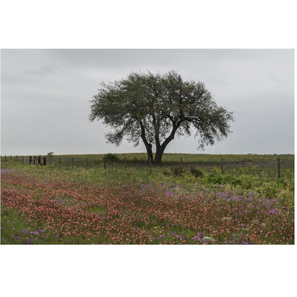 Wildflower field near Poteet in Atascosa County, TX-Paper Art-62&quotx42"