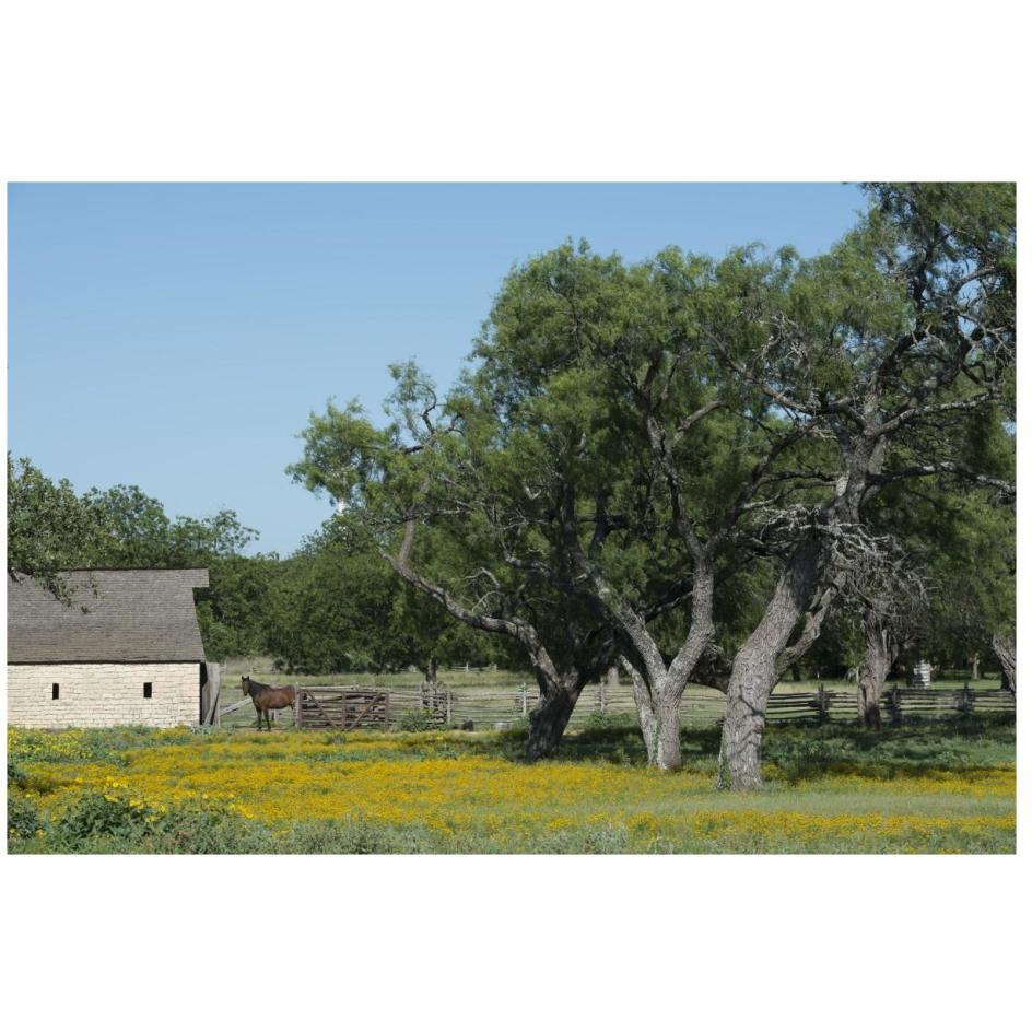 Horse on a meadow in the Lyndon B. Johnson National Historical Park in Johnson City, TX-Paper Art-26&quotx18"