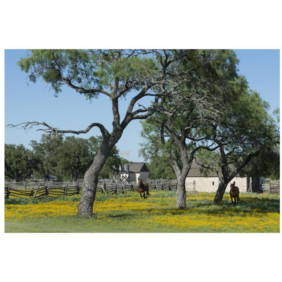 Horses gallop toward the camera in a wildflower-rich National Park Service meadow in Johnson City, TX-Paper Art-32&quotx22"