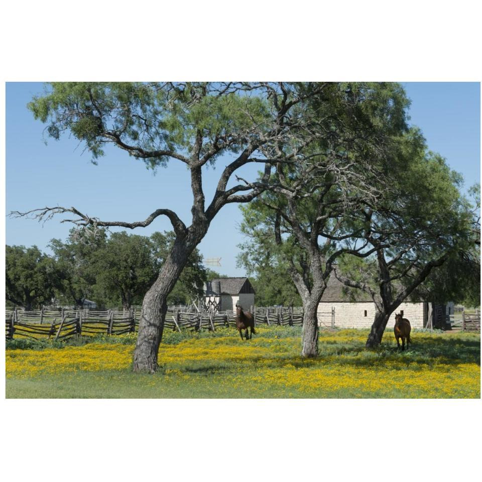 Horses gallop toward the camera in a wildflower-rich National Park Service meadow in Johnson City, TX-Paper Art-38&quotx26"