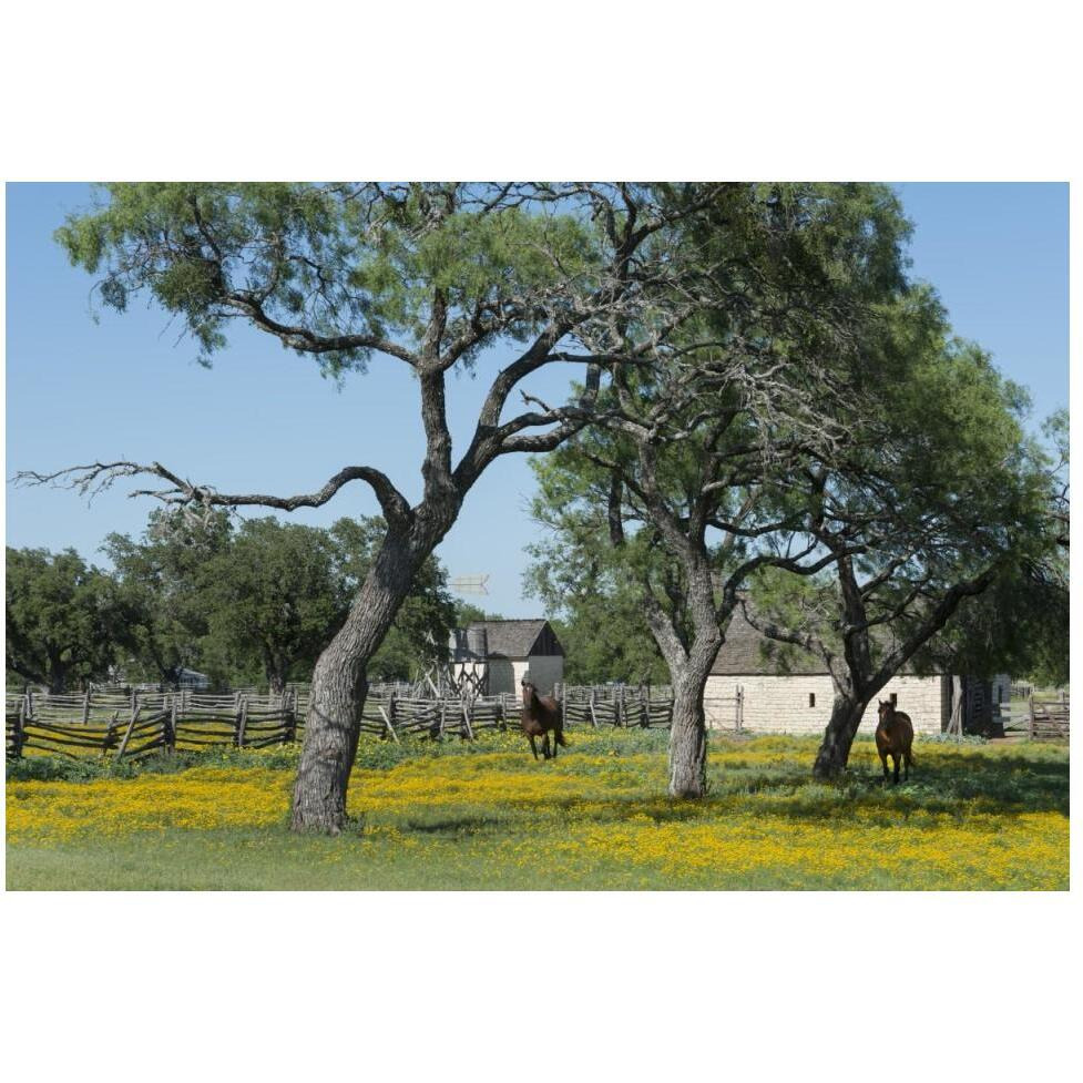 Horses gallop toward the camera in a wildflower-rich National Park Service meadow in Johnson City, TX-Paper Art-50&quotx34"