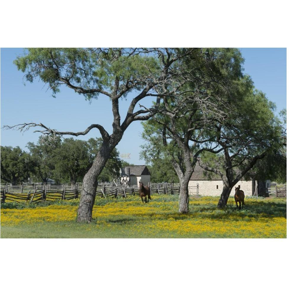 Horses gallop toward the camera in a wildflower-rich National Park Service meadow in Johnson City, TX-Paper Art-62&quotx42"