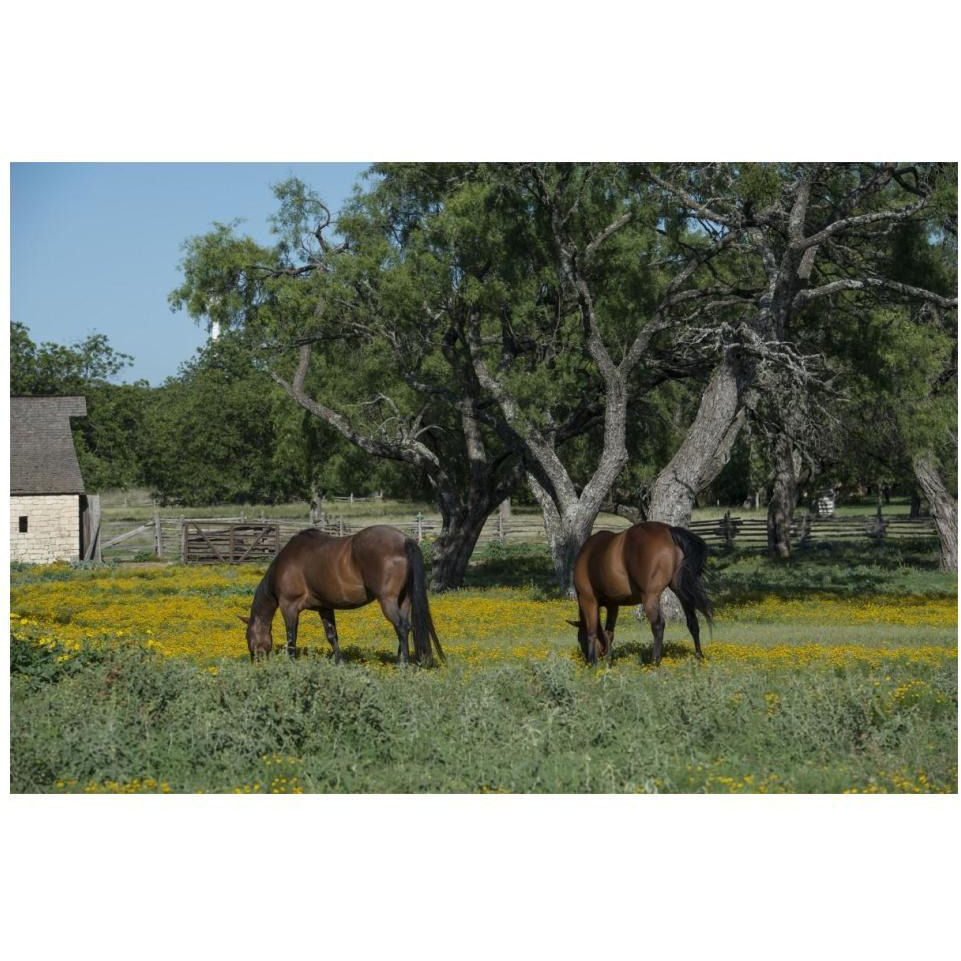 Horses grazing on a meadow in the Lyndon B. Johnson National Historical Park in Johnson City, TX-Paper Art-20&quotx14"