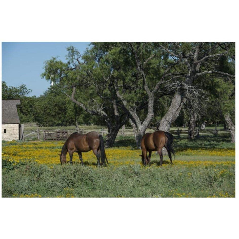 Horses grazing on a meadow in the Lyndon B. Johnson National Historical Park in Johnson City, TX-Paper Art-26&quotx18"