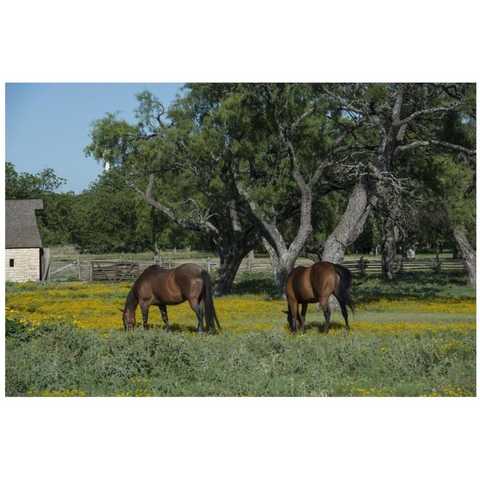 Horses grazing on a meadow in the Lyndon B. Johnson National Historical Park in Johnson City, TX-Paper Art-32&quotx22"