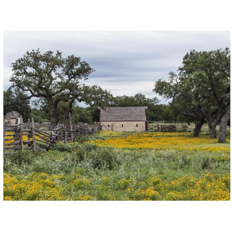 Vivid field of wildflowers in the Lyndon B. Johnson National Historical Park in Johnson City, TX-Paper Art-34&quotx26"