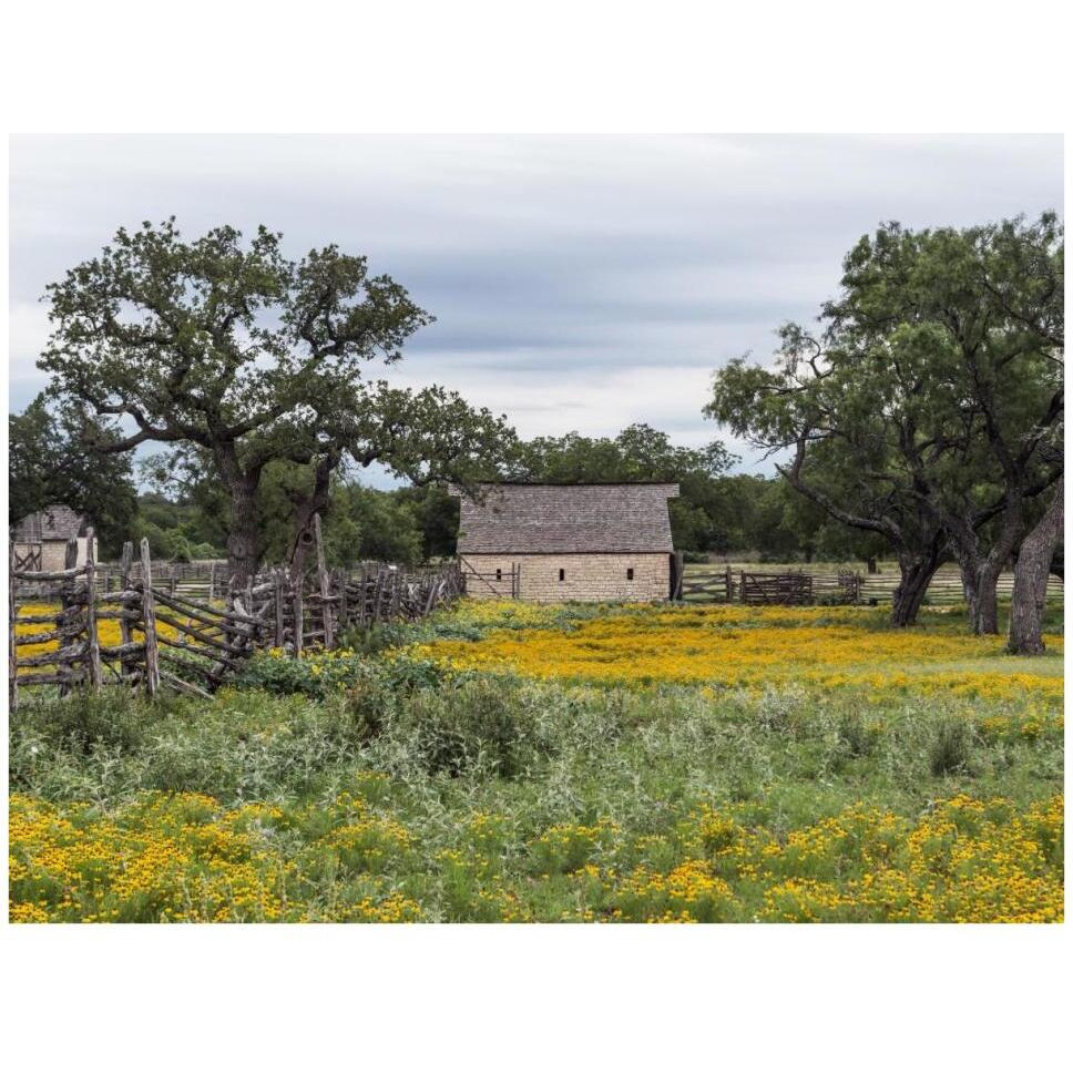 Vivid field of wildflowers in the Lyndon B. Johnson National Historical Park in Johnson City, TX-Paper Art-42&quotx32"