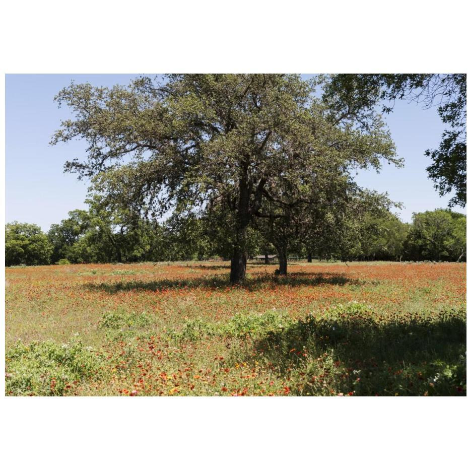 Shade trees and wildflowers on the LBJ Ranch, near Stonewall in the Texas Hill Country-Paper Art-24&quotx17"