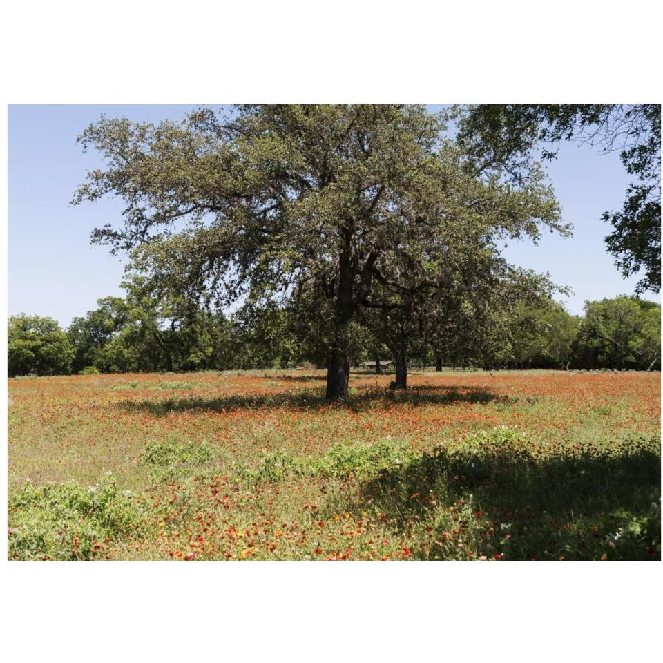 Shade trees and wildflowers on the LBJ Ranch, near Stonewall in the Texas Hill Country-Paper Art-38&quotx27"
