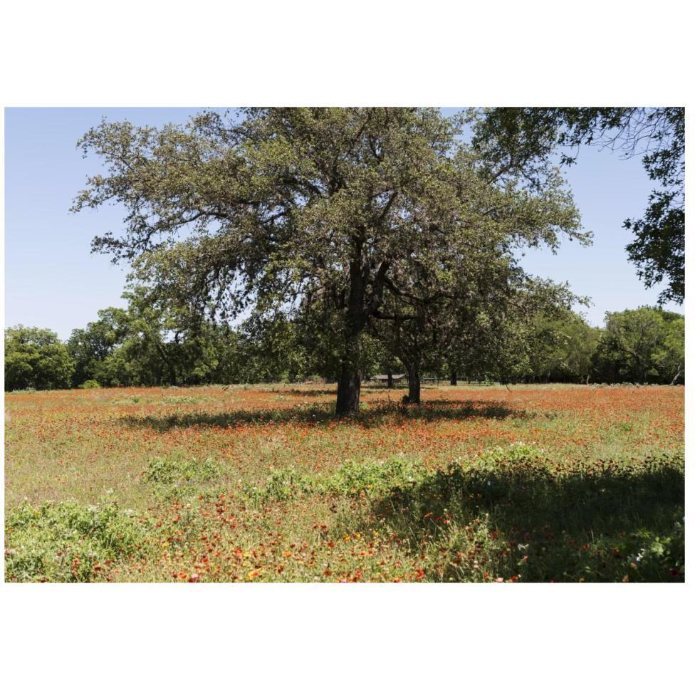 Shade trees and wildflowers on the LBJ Ranch, near Stonewall in the Texas Hill Country-Paper Art-46&quotx33"