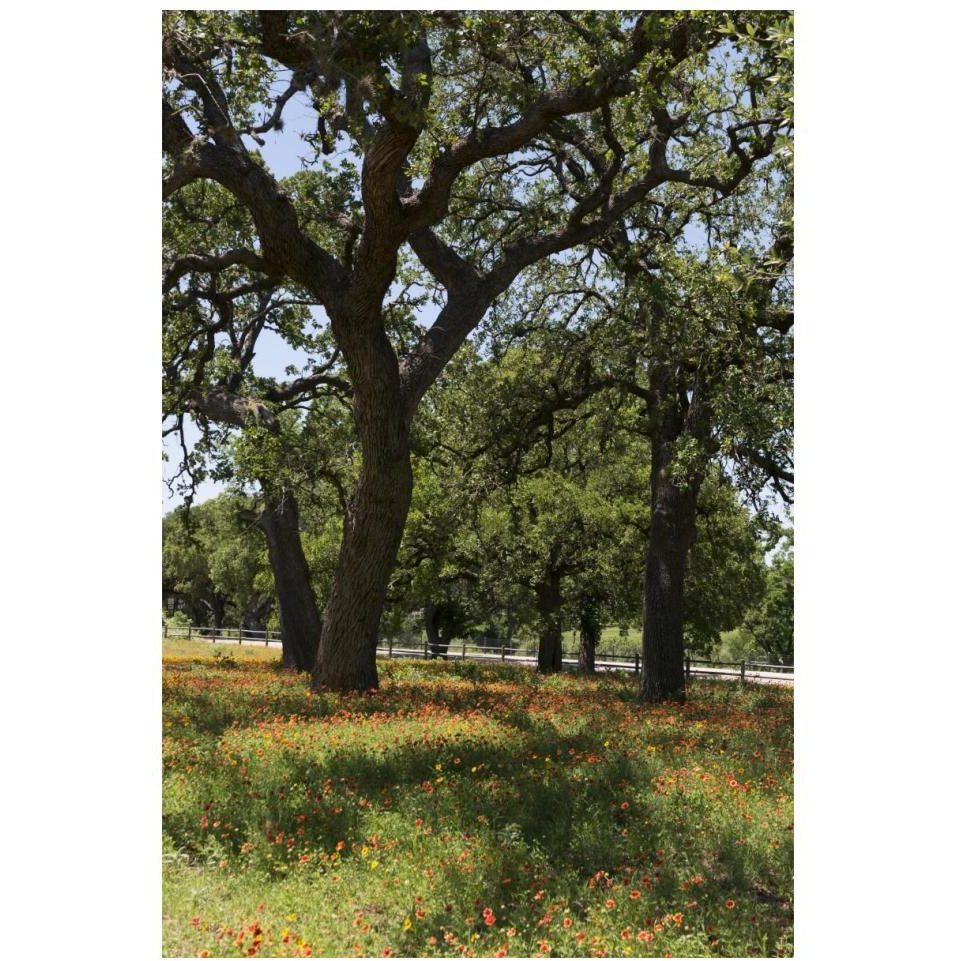 Shade trees and wildflowers on the LBJ Ranch, near Stonewall in the Texas Hill Country-Paper Art-14&quotx20"