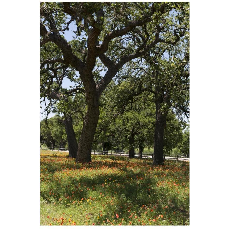 Shade trees and wildflowers on the LBJ Ranch, near Stonewall in the Texas Hill Country-Paper Art-18&quotx26"