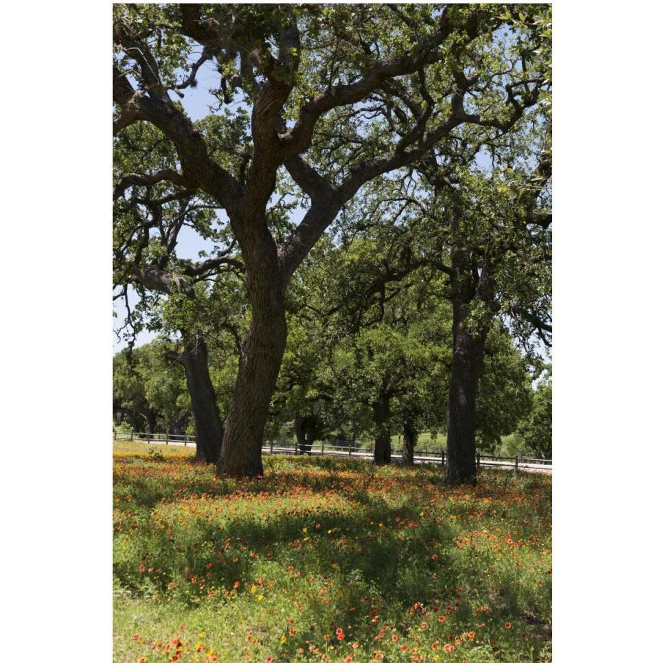 Shade trees and wildflowers on the LBJ Ranch, near Stonewall in the Texas Hill Country-Paper Art-34&quotx50"