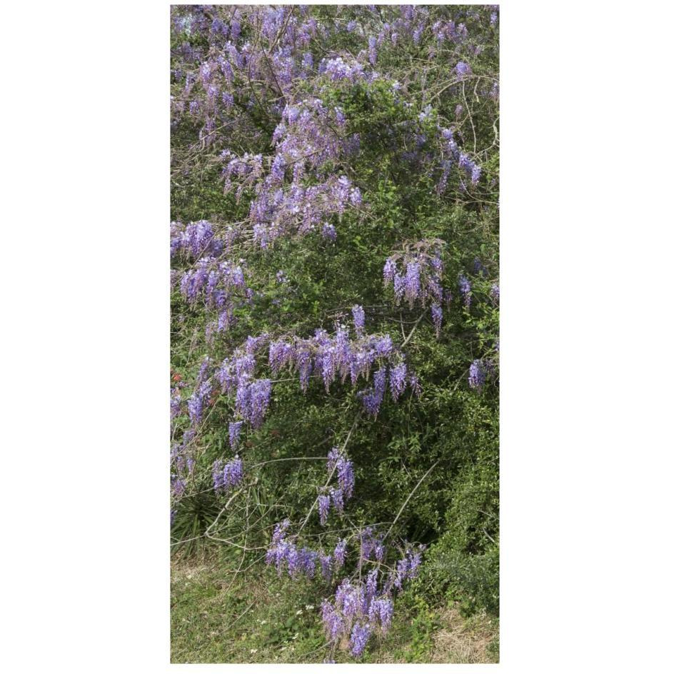 Spring flowers in Big Thicket National Preserve-Paper Art-14&quotx26"