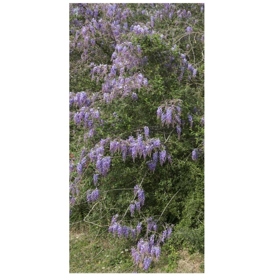 Spring flowers in Big Thicket National Preserve-Paper Art-20&quotx38"