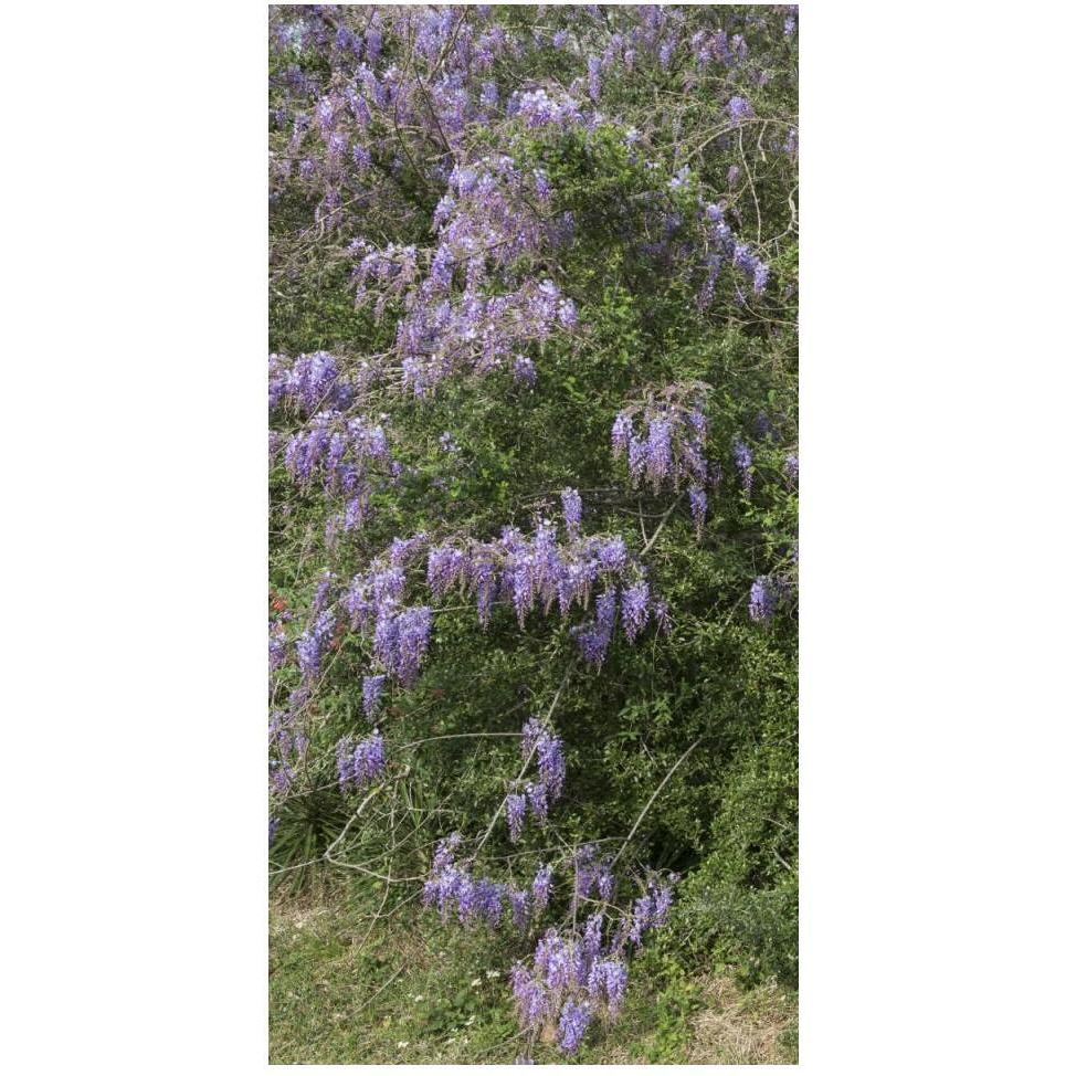 Spring flowers in Big Thicket National Preserve-Paper Art-26&quotx50"