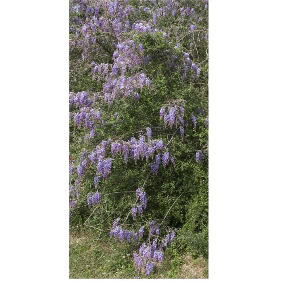 Spring flowers in Big Thicket National Preserve-Paper Art-32&quotx62"