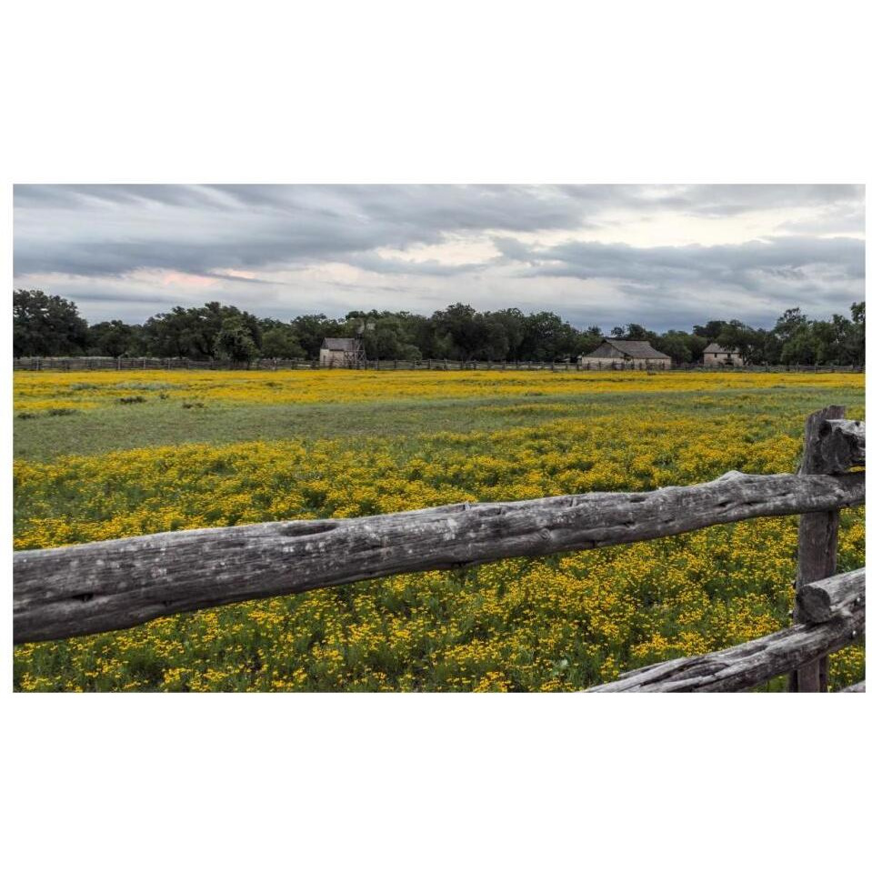 Vivid field of wildflowers in the Lyndon B. Johnson National Historical Park in Johnson City, TX-Paper Art-32&quotx20"