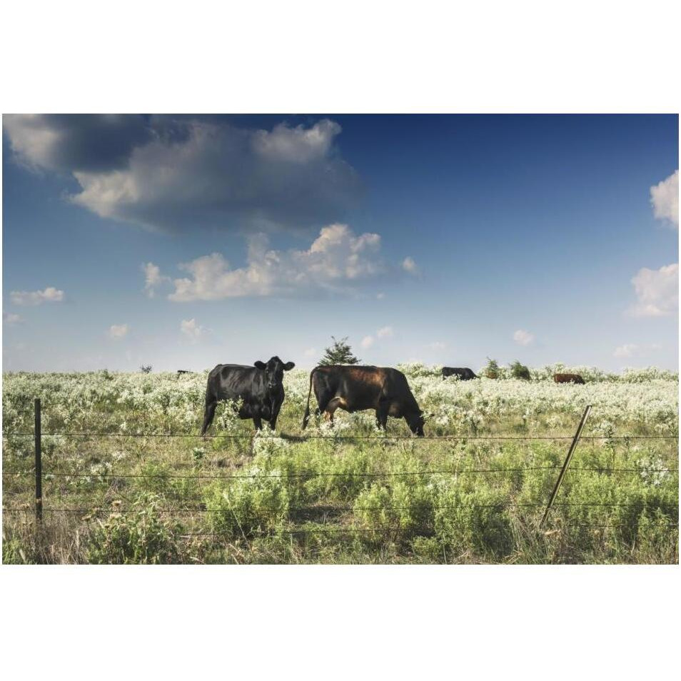 Cows in a field of wildflowers in rural Hunt County near Greenville, TX-Paper Art-20&quotx14"