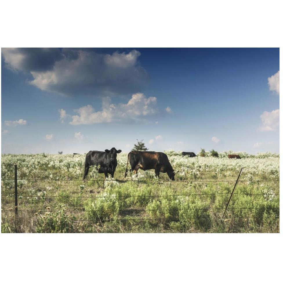 Cows in a field of wildflowers in rural Hunt County near Greenville, TX-Paper Art-50&quotx34"
