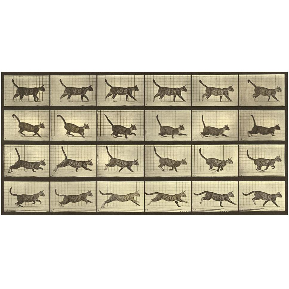 Motion Study Running Cat-Paper Art-50&quotx26"