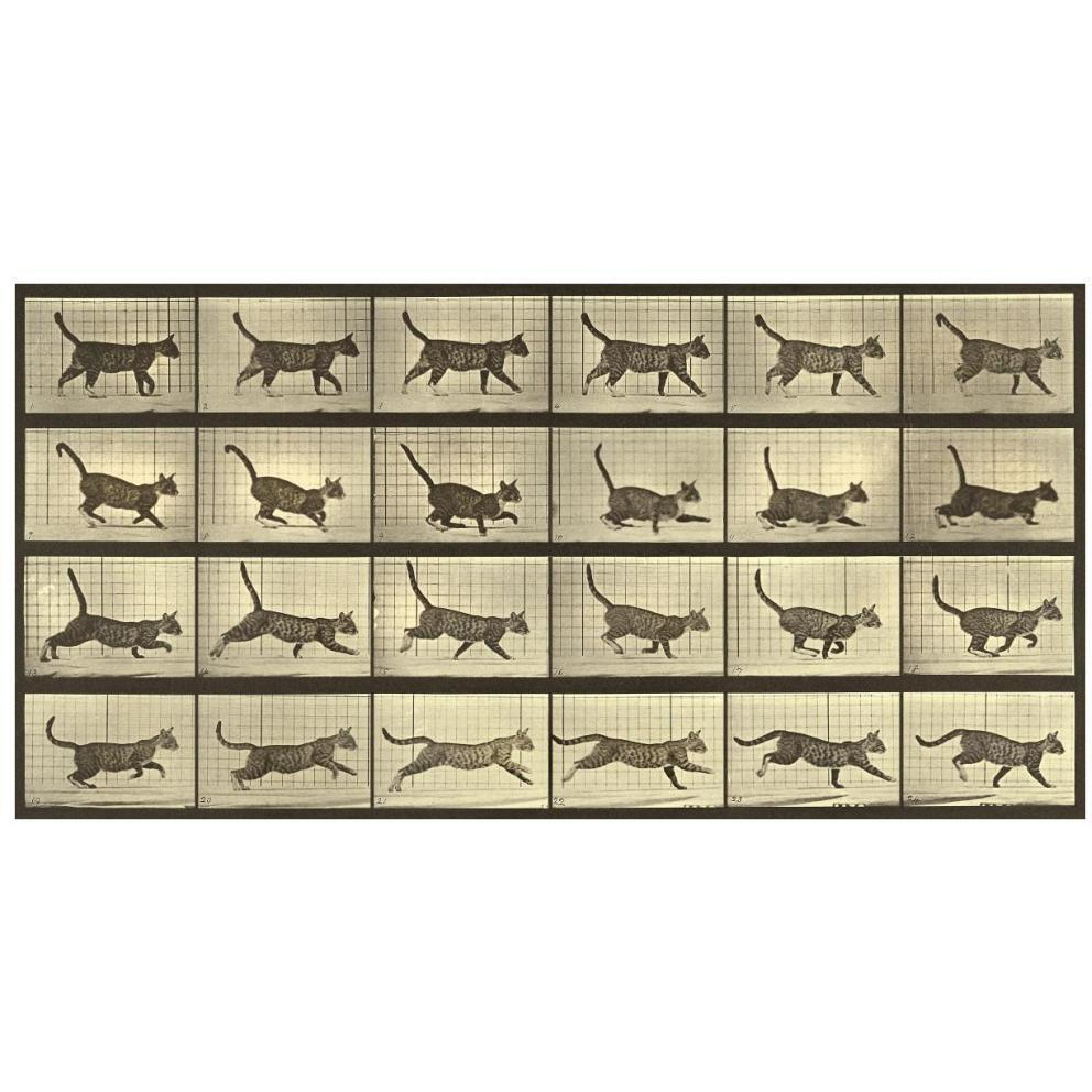 Motion Study Running Cat-Paper Art-74&quotx38"