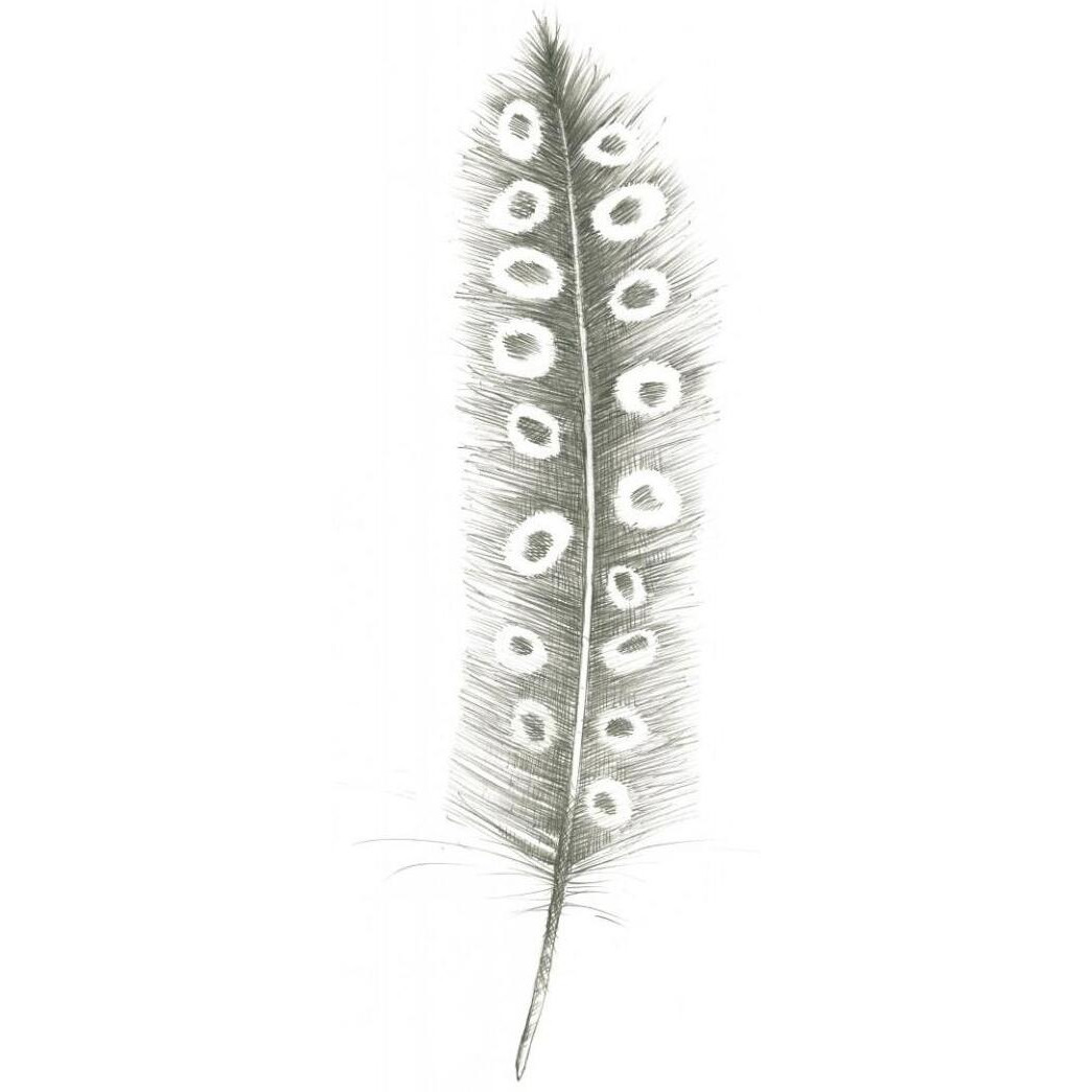 Feather Sketches VII -Paper Art-22&quotx52"