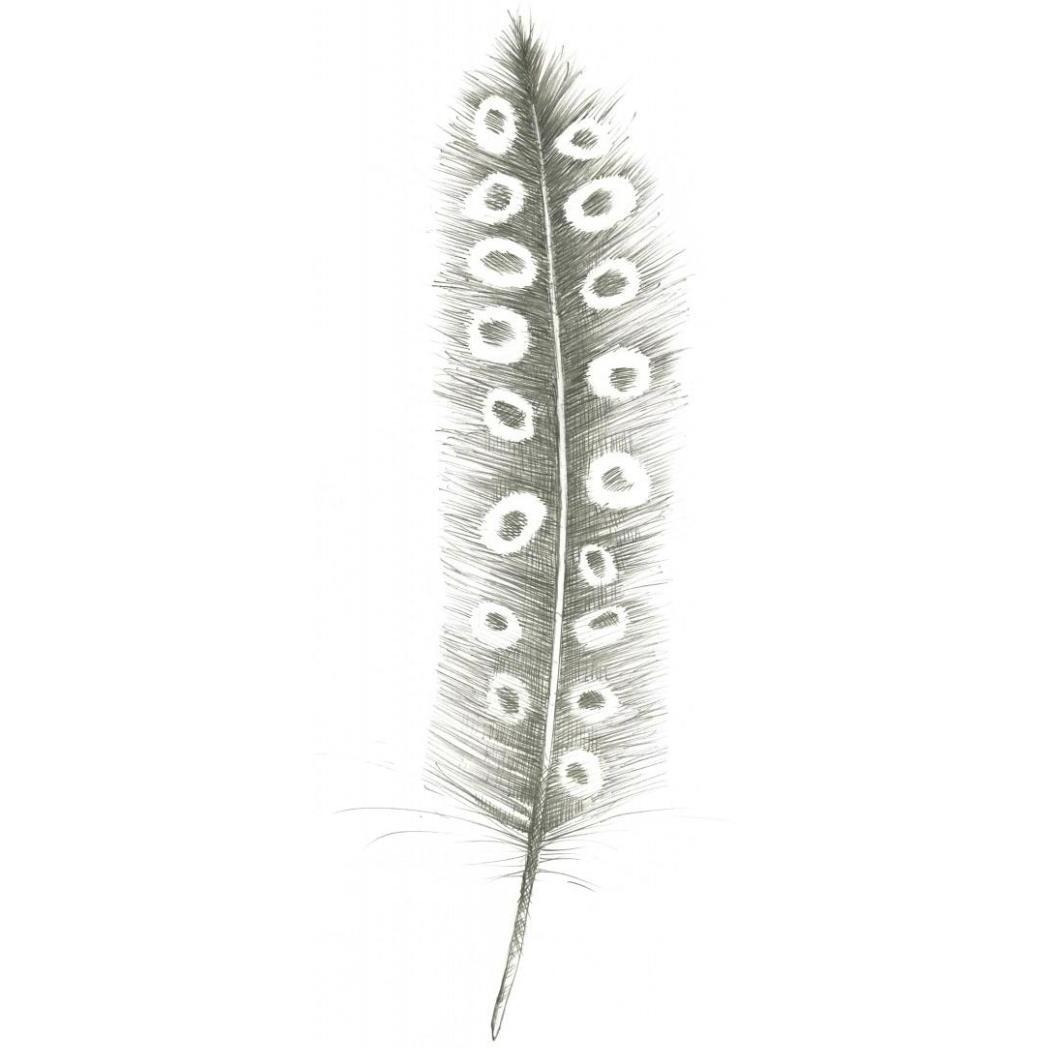 Feather Sketches VII -Paper Art-26&quotx62"