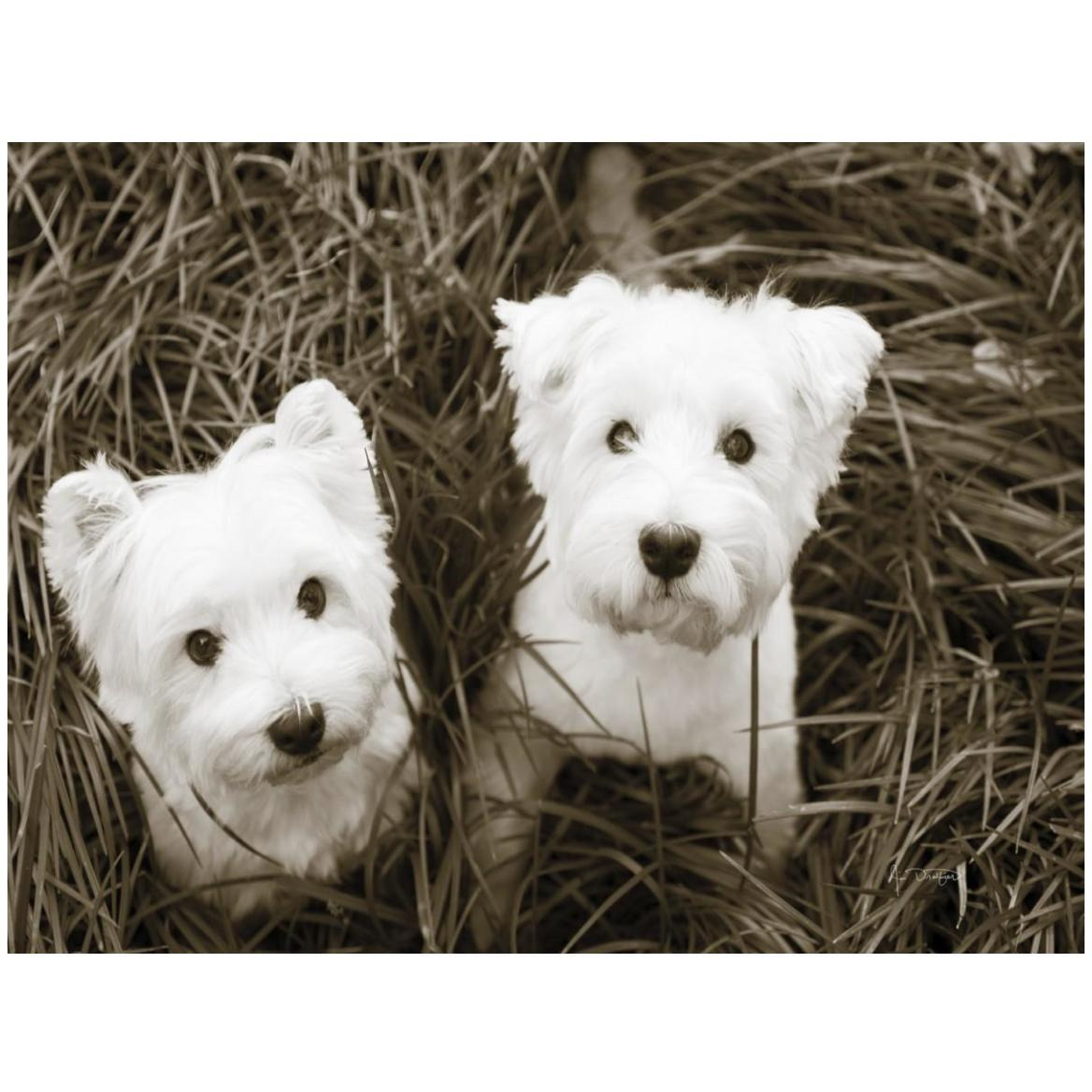 Such Cuties -Paper Art-50&quotx38"