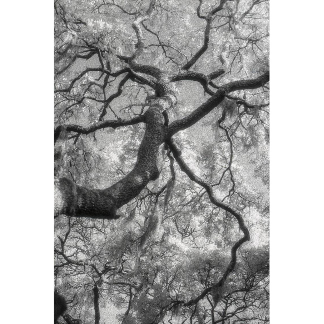 Savannah -Paper Art-26&quotx38"