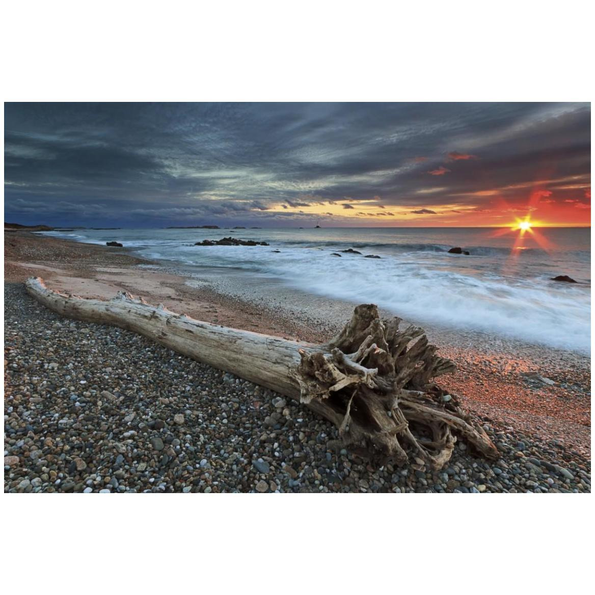 Sakonnet Driftwood -Paper Art-50&quotx34"