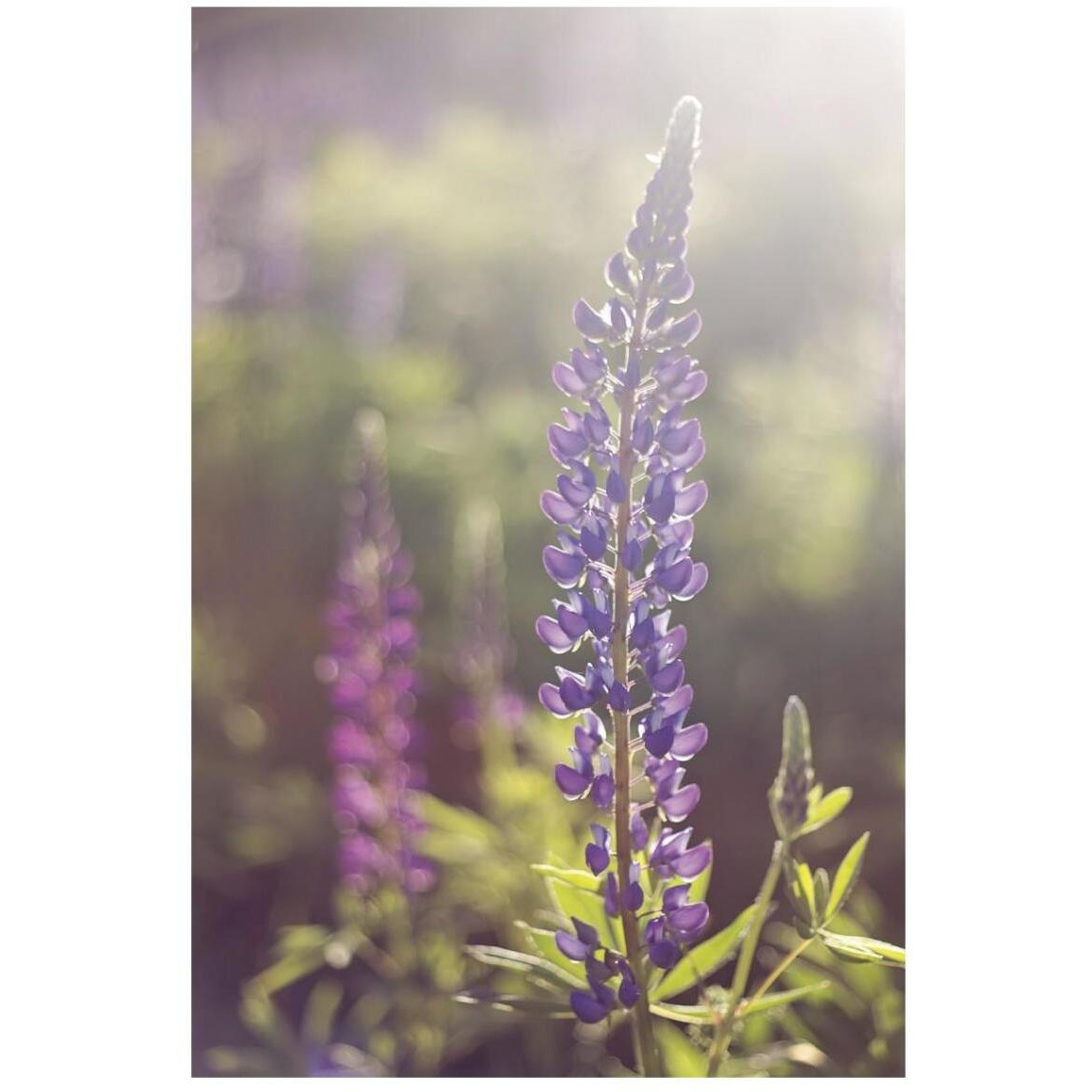 Lupine Flare -Paper Art-14&quotx20"