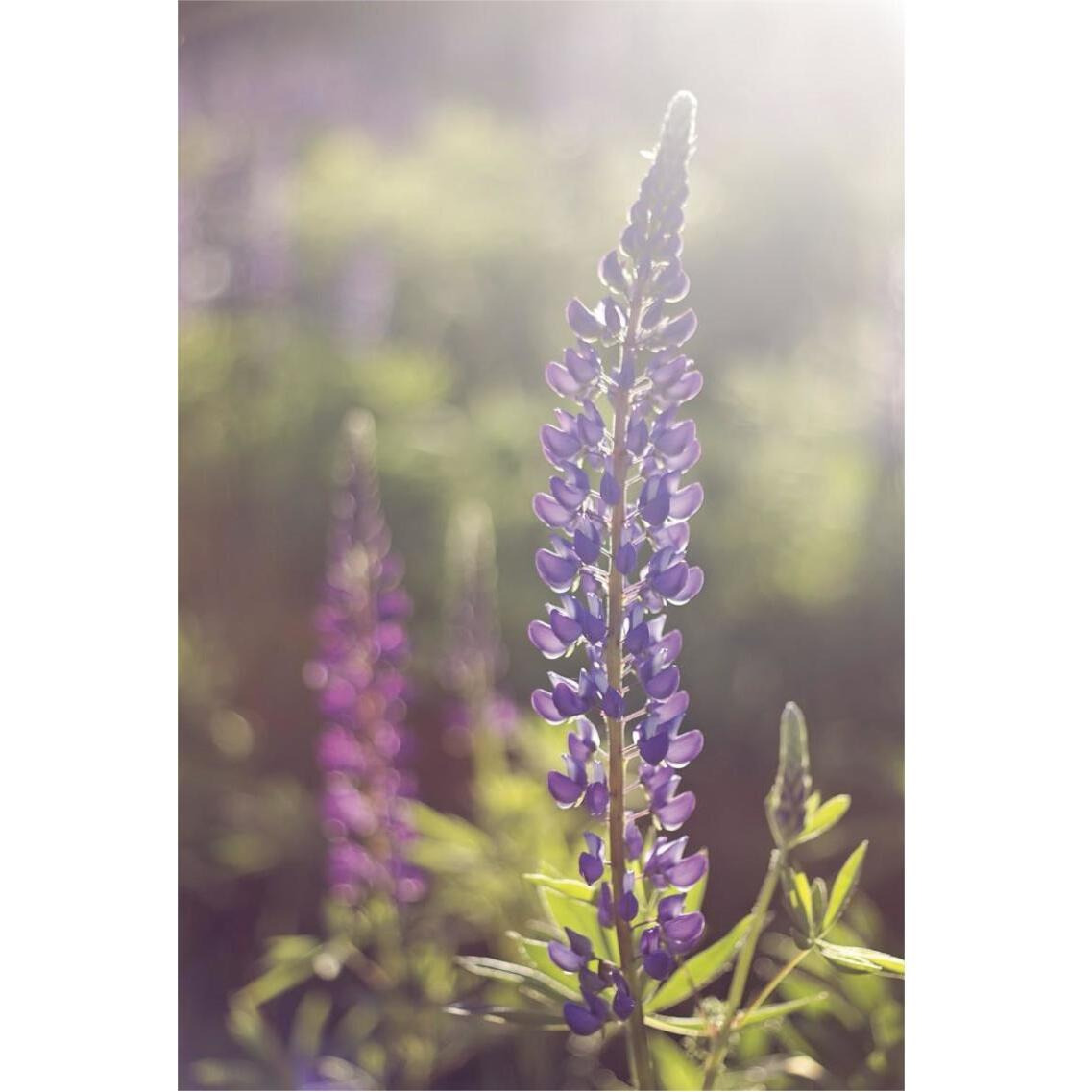Lupine Flare -Paper Art-26&quotx38"