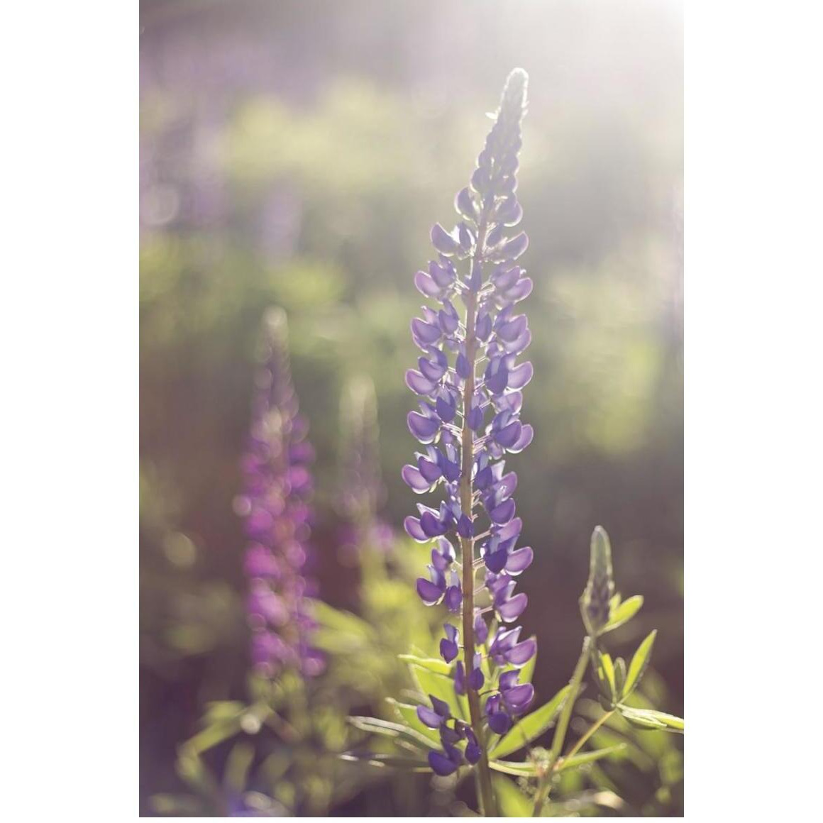 Lupine Flare -Paper Art-34&quotx50"