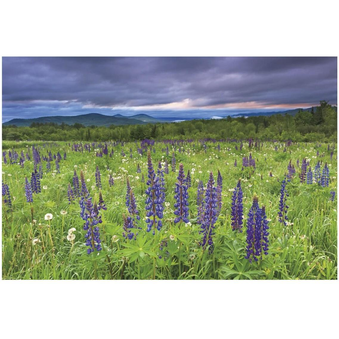 Lupine Sunrise -Paper Art-32&quotx22"