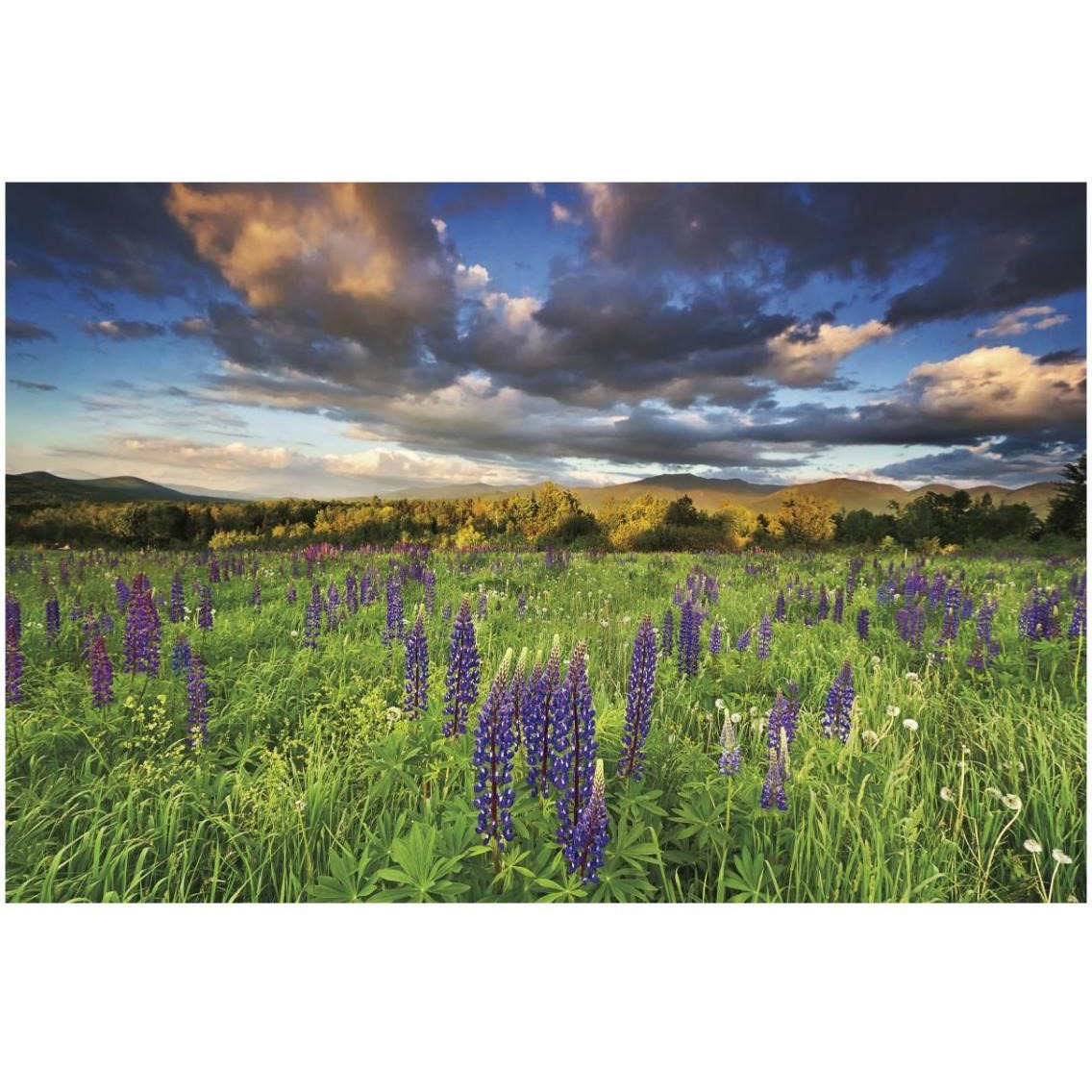 Lupine Sunset -Paper Art-32&quotx22"