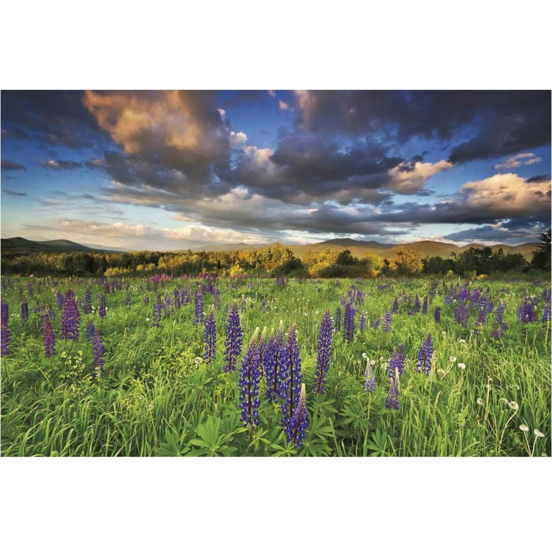 Lupine Sunset -Paper Art-38&quotx26"