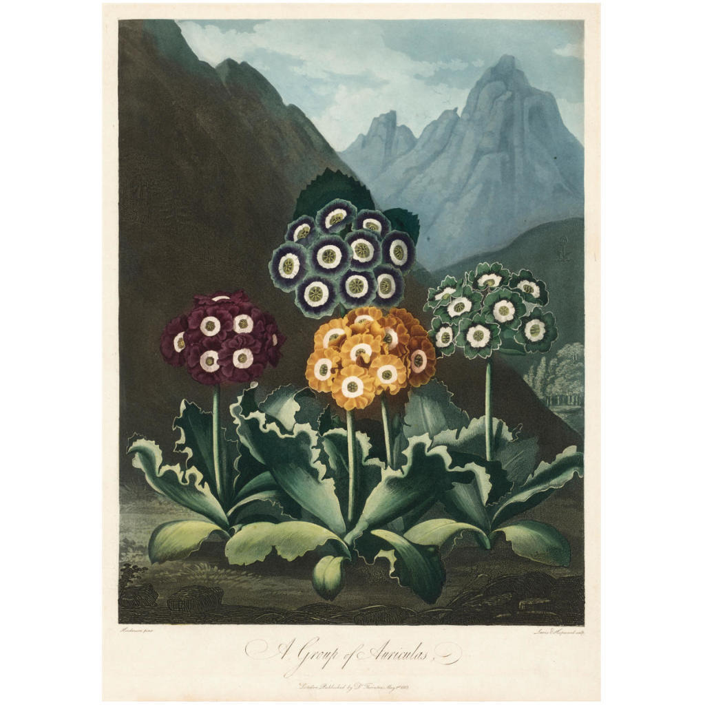 A Group of Auriculas, 1803 -Paper Art-17.714&quotx24"