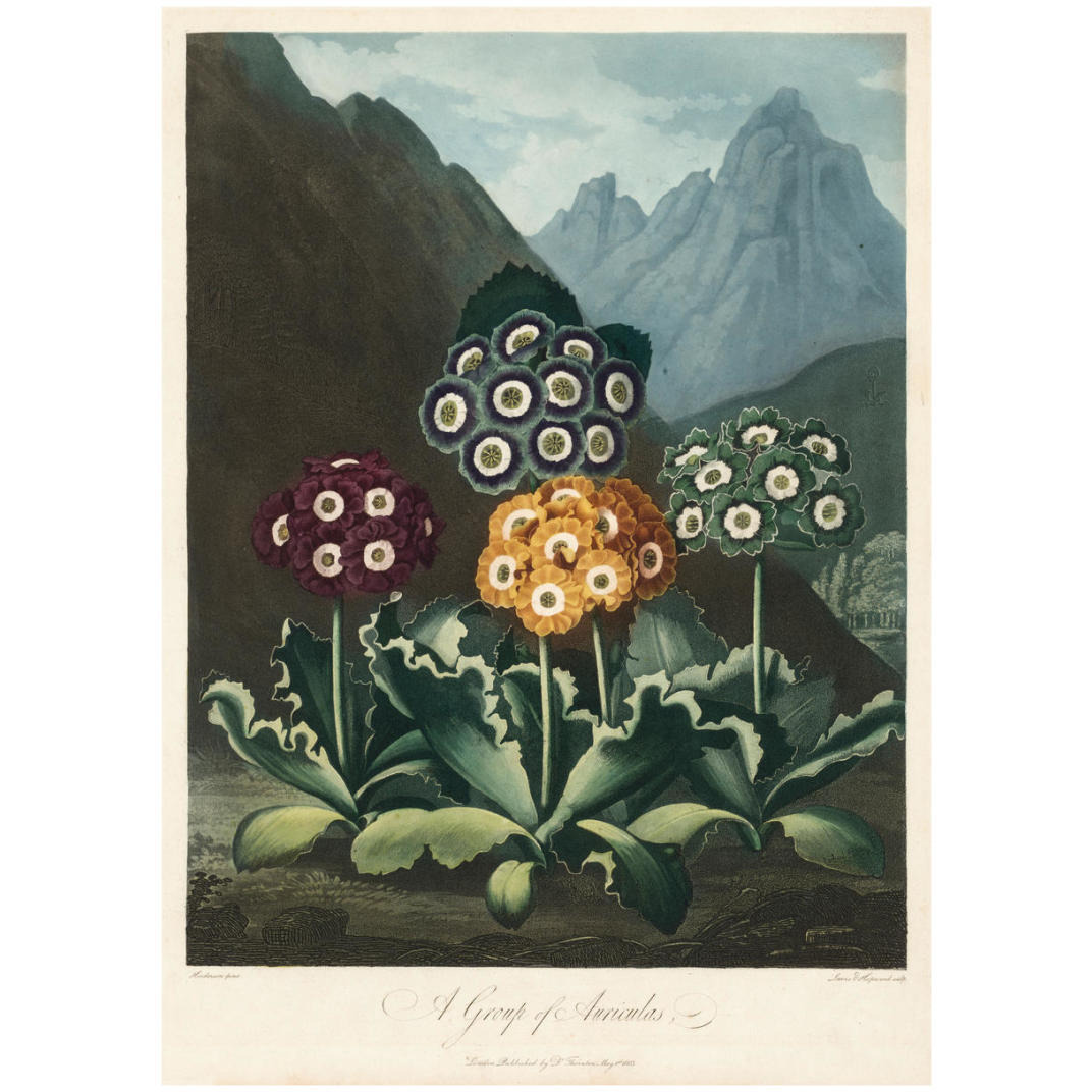 A Group of Auriculas, 1803 -Paper Art-23.429&quotx32"