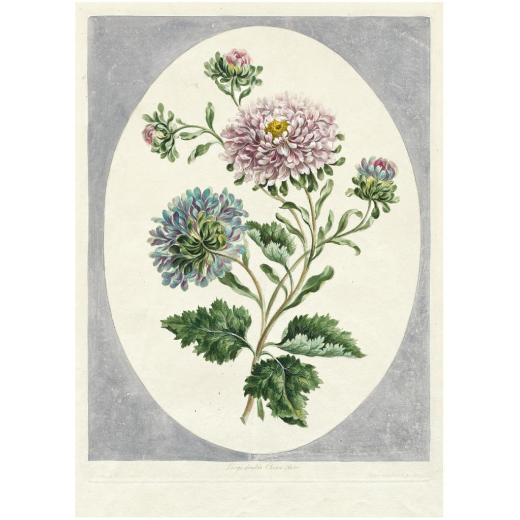 Large Double China Aster, 1798 -Paper Art-17.714&quotx24"